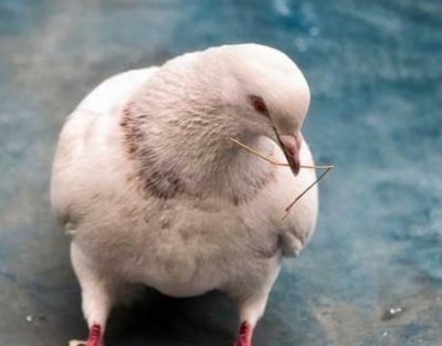 Ngành công nghiệp thịt lợn là một trong những ngành công nghiệp gia cầm đặc biệt mới