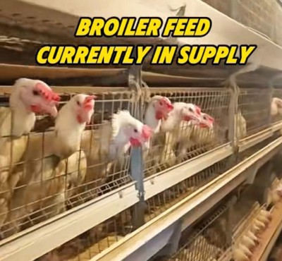 Broiler Feed hiện đang được cung cấp
