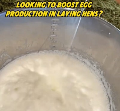 Tìm kiếm để tăng sản xuất trứng trong gà chăn nuôi?